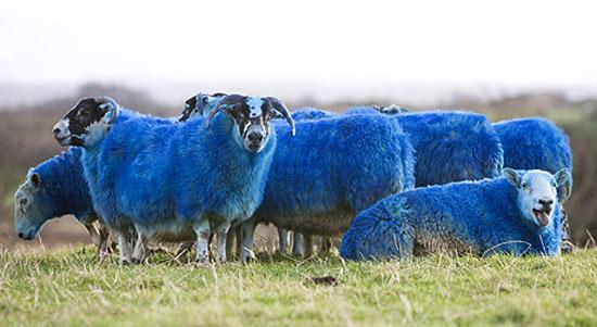 Разноцветные овцы