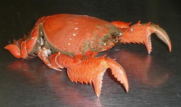 Лягушачий краб (Spanner crabs)