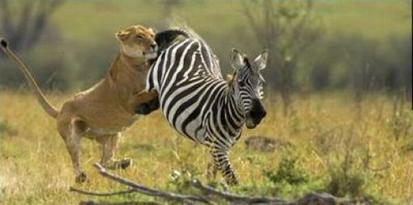 Отчаянная зебра