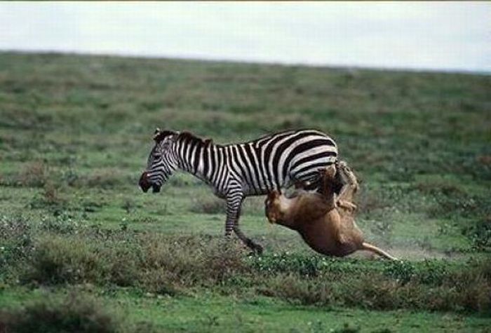 Отчаянная зебра