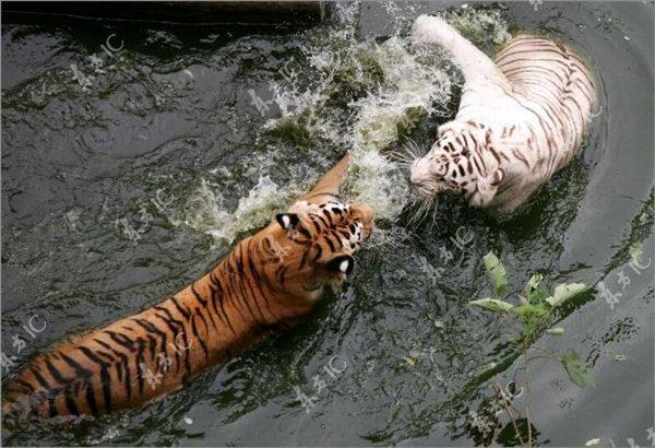 Поединок тигров за место в бассейне