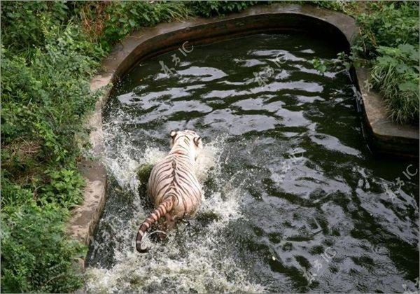 Поединок тигров за место в бассейне