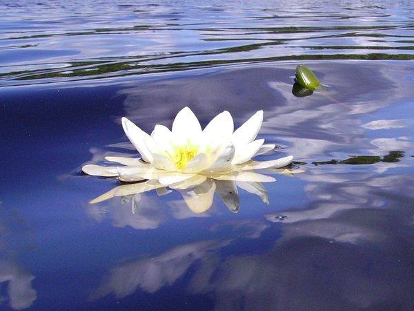 Водяная лилия - очаровательная и нежная белая кувшинка