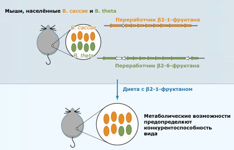 Схема эксперимента Джастина и его коллег (иллюстрация Erica D.  Sonnenburg et al./Cell).