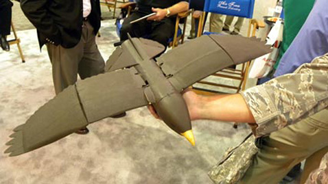 Это пока единственный снимок рабочего прототипа робота-голубя,  сделанный корреспондентом. У этой  версии крыло фиксировано – не машущее, а запас хода составляет всего  полчаса (фото Sharon Weinberger/AOL News).
