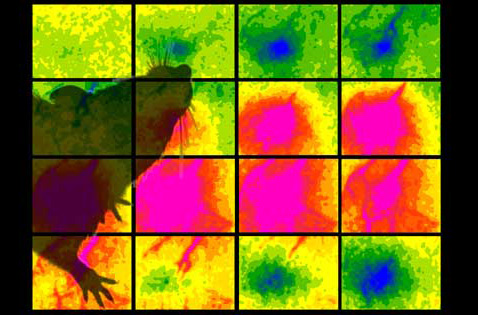 Подёргивание даже одного единственного усика приводит к активации  работы коры больших полушарий. На этих фотографиях  "включившиеся" участки выделены розовым и голубым цветами  (иллюстрация Christopher Lay, Cynthia Chen-Bee/UC Irvine).