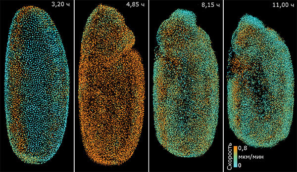 Эмбрион плодовой мушки через 3,20, 4,85, 8,15 и 11,00 часа после  оплодотворения. Окраска ядер клеток отражает скорость их движения  (наименьшая скорость соответствует синему цвету, наибольшая —  оранжевому).