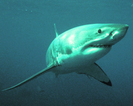 Большая белая акула (Carcharodon carcharias).