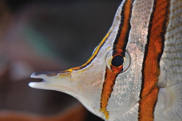 Рыба бабочка (пинцет-хелмон)