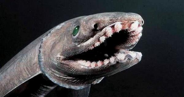 Плащеносная акула (лат. Chlamydoselachus anguineus)