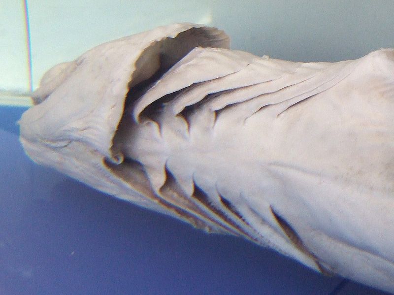 Плащеносная акула (лат. Chlamydoselachus anguineus)