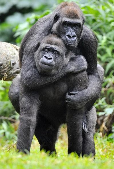 Самки гориллы из австралийского зоопарка таким образом знакомятся друг с другом. 