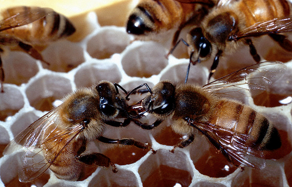Без пчёл человечеству не прожить. А может, и не выжить... (Фото  Visuals Unlimited / Corbis.)
