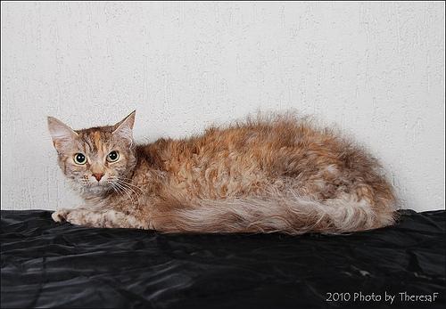 Ла Перм (LaPerm) - кудрявая фермерская кошка