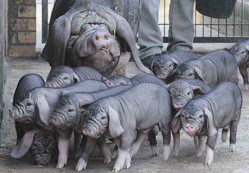 Свиньи из китайской провинции Meishan