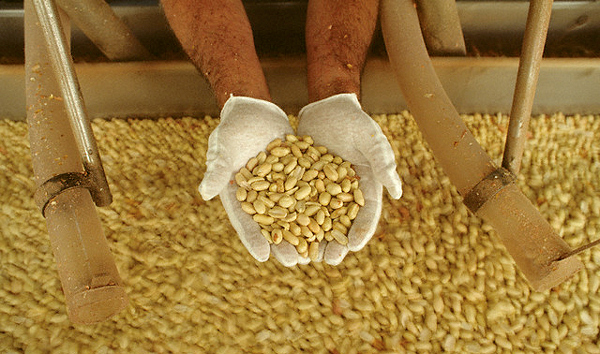 Знаете ли вы, что арахис используется в производстве динамита?  (Фото Karen Kasmauski / Corbis.)