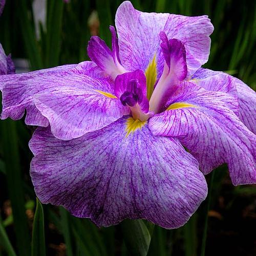 Ирис  имеет множество названий: Iris, касатик, петушок