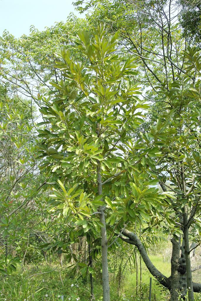 Мускатный орех, или Мускатник, или Мускатное дерево, или Миристика (лат. Myristica)