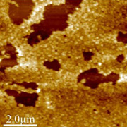 В скором времени такие пластиковые частицы (на снимке под микроскопом) можно будет использовать для борьбы с различными чужеродными белками – вирусными, бактериальными или вызывающими аллергические реакции (фото Kenneth Shea).