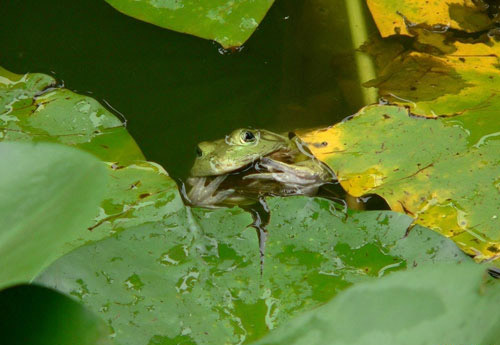 Как воробей стал жертвой лягушки-быка (Bullfrog)