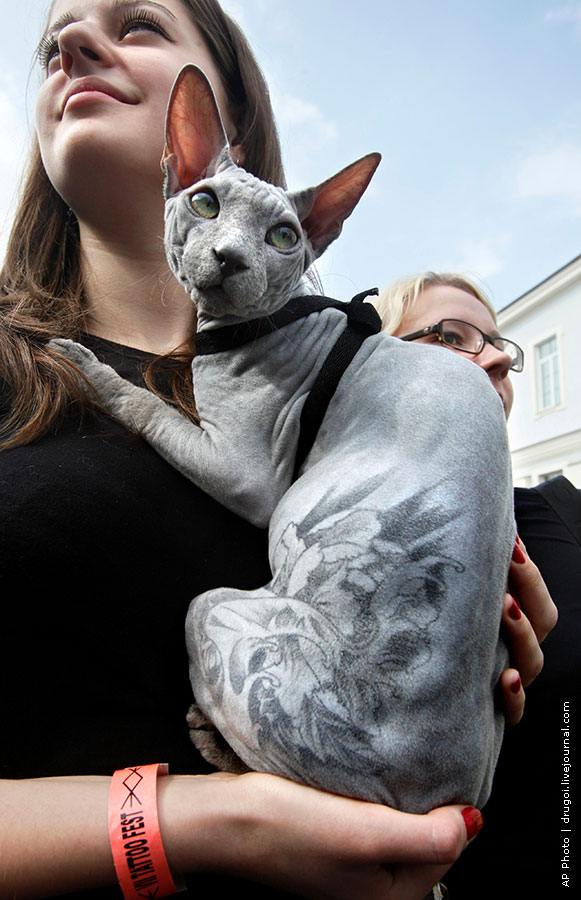 Жестокая мода: тату на домашних животных