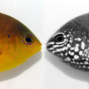 Вид  морды  рыбы в обычном (слева) и ультрафиолетовом свете (фото Ulrike  Siebeck/University of Queensland).