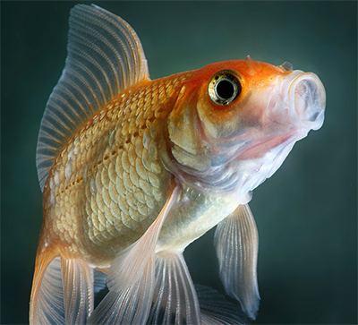 Золотая рыбка C. auratus