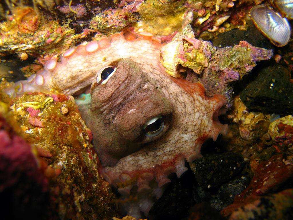 Сиднейский осьминог (Octopus tetricus).