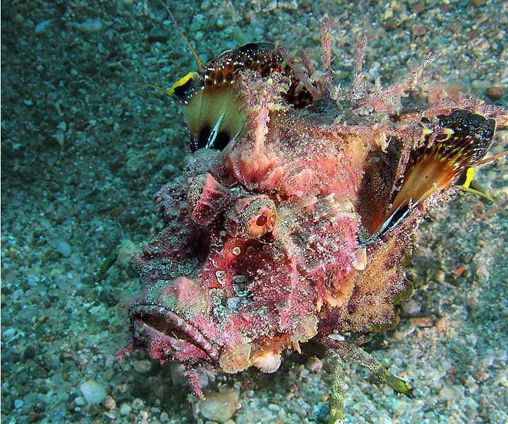 Сказочные обитатели морских глубин