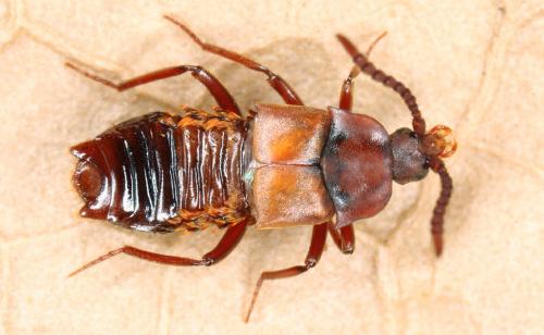 Ломехуза — «жук-драгдилер» (лат.Lomechusa strumosa), — насекомое из группы мирмекофилов.