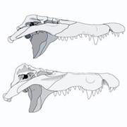 Сравнение  строения черепа современного (сверху) и древнего крокодилов (иллюстрация  Christopher Brochu/University of Iowa).