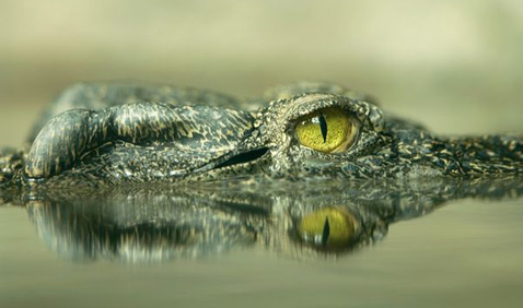 На голове существующих в наше время кубинского  и сиамского
 пресноводного (на фото) крокодилов тоже присутствуют костные выросты 
(фото Joel Sartore/National Geographic Stock).