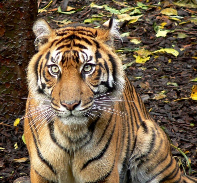 7.  Тигры. Они могут вынести вес, в два раза превышающий их собственный –  около 540 кг. Средняя длина тигра от носа к кончику хвоста – 3,3 метра,  вес – 300 кг. И несмотря на свой вес и размер, они могут разгонять  скорость  до 64 км/час. Удар лапы тигра достаточно мощный, чтобы  размозжить череп корове. (anmichaelthomas)