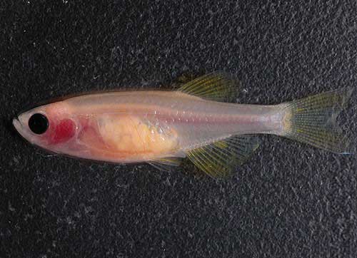 Прозрачная полосатая рыба (zebrafish)