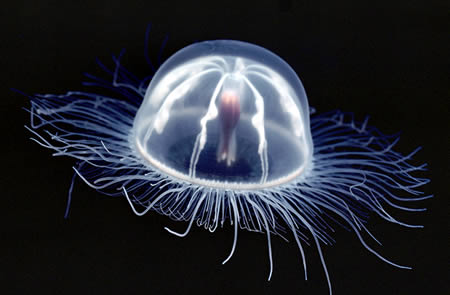 Прозрачная медуза (Arctapodema)
