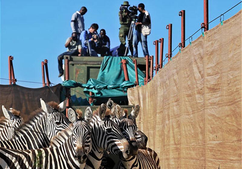 Гонимые кенийскими офицерами охраны дикой природы, зебры из заповедника Сойсамбу, готовятся к транспортировке в национальный парк Амбосели, где их численность резко сократилась из-за засухи.