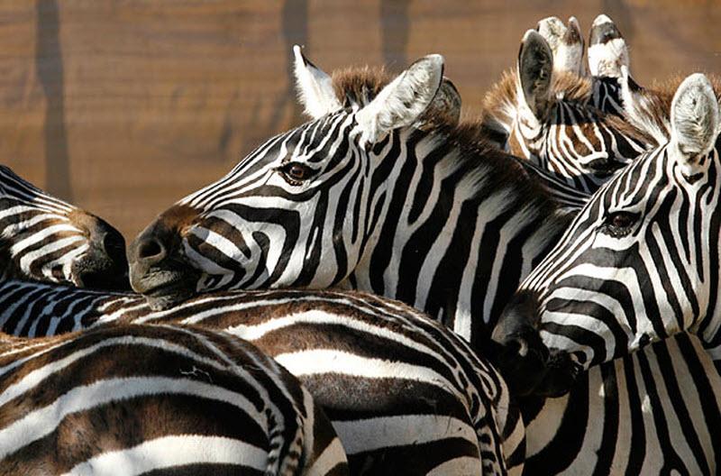 Программа по перемещению зебр началась в феврале. Кенийская служба охраны окружающей среды надеется перевезти 4 000 зебр и 3 000 буйволов в Амбосели.