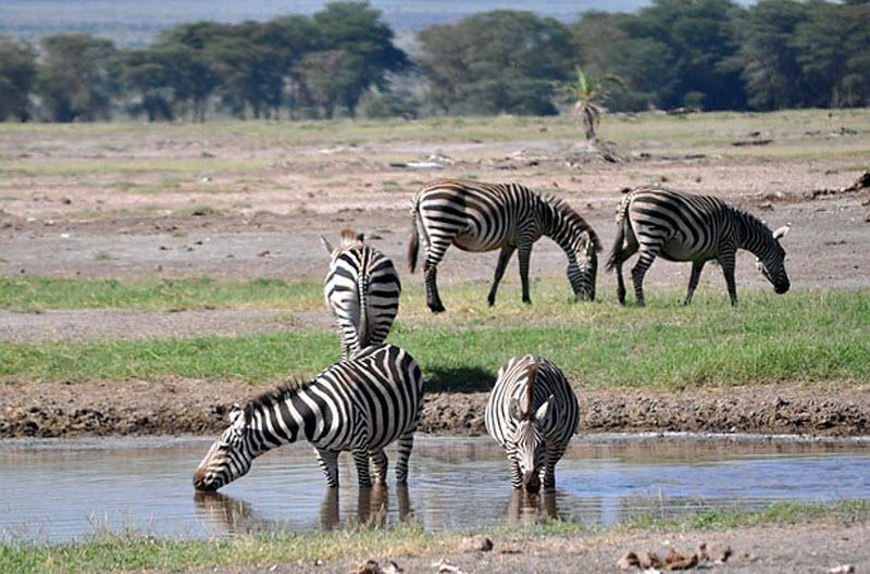 Национальный парк Амбосели и его дикая природа – важная часть экономики Кении, она привлекает миллионы туристов каждый год.
