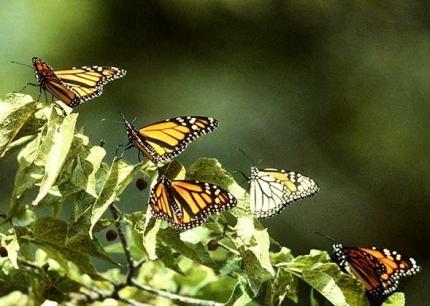 Бабочка монарх (Danaus plexippus)