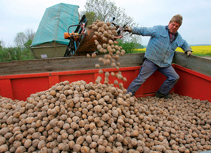 Май 2009 года, Германия, ГМ-картофель Amflora вот-вот будет высажен на тестовых полях (фото Bernd Wuestneck / epa / Corbis).