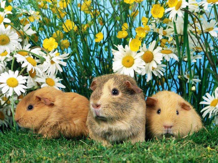 Животные в цветочном антураже