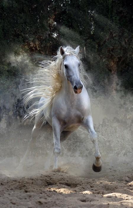 Лошади - черногривые красавцы