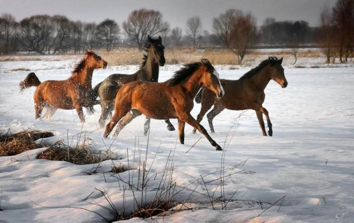 Лошади - черногривые красавцы