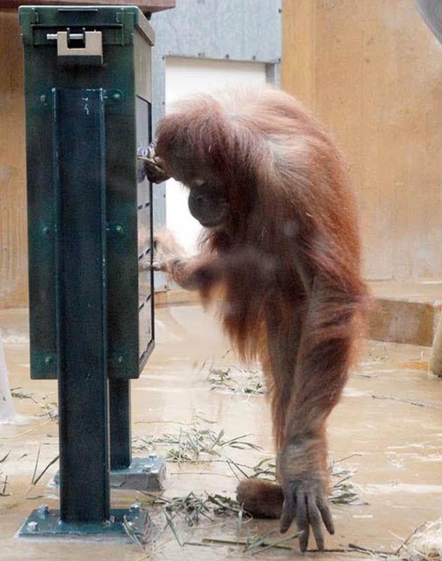 Орангутанг пытается достать орехи из автомата