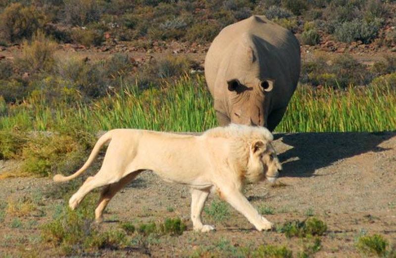 Редкий вид самца белого льва, пытающегося напасть на белого носорога