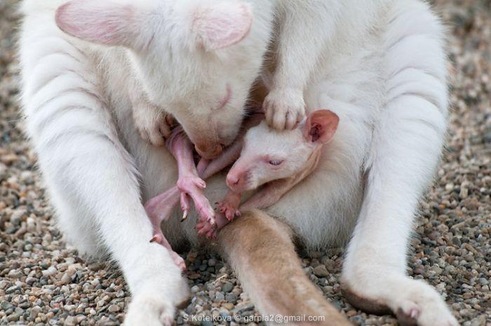 Чудо природы кенгуренок-альбинос