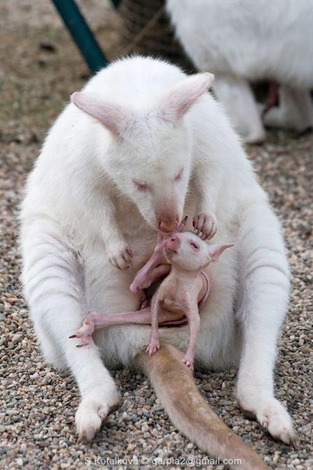 Чудо природы кенгуренок-альбинос