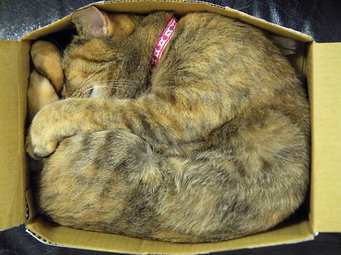 Кошки и их любимые коробки