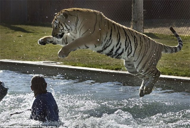 Водное шоу тигров в зоопарке в Кэмп-Верде