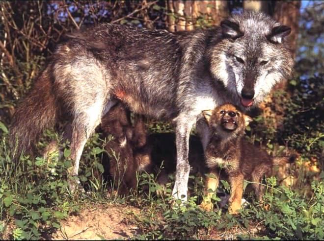 Волки (wolf)